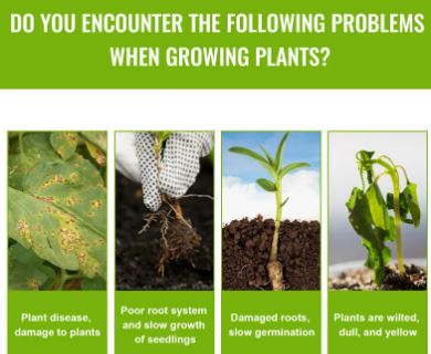 Rapid Rooting Solution for Seedlings